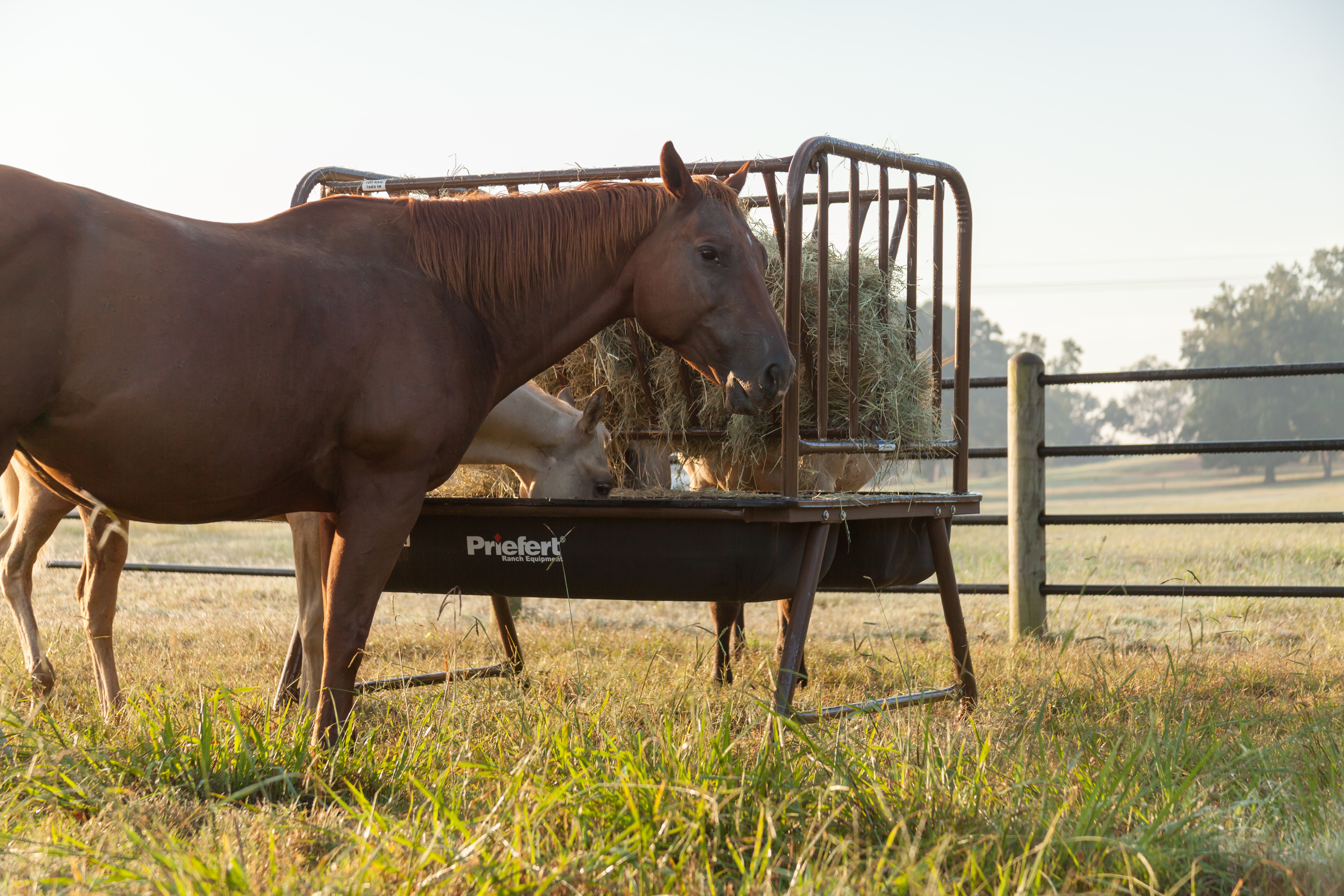 Horse Guy Mclean PHFH06.jpg